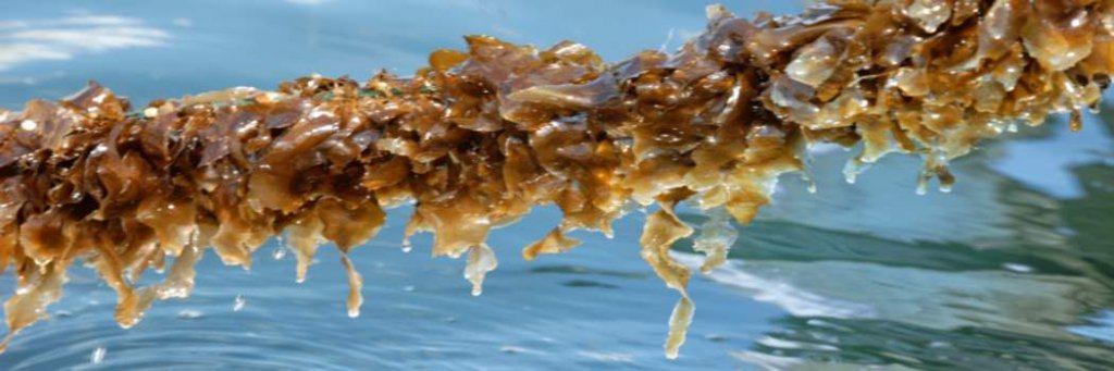 Geniessenschaft Meeresfarm Algenkultur